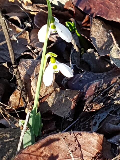 Die Schneeglöckchen sind zu aller erst erwacht !