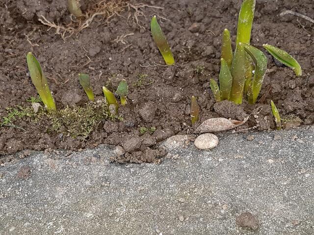 ganz viele sind schon am kommen !
