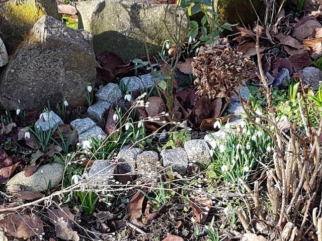 überall erblüht auch zwischen altem Laub, das Neue Leben im Neuen Jahr !