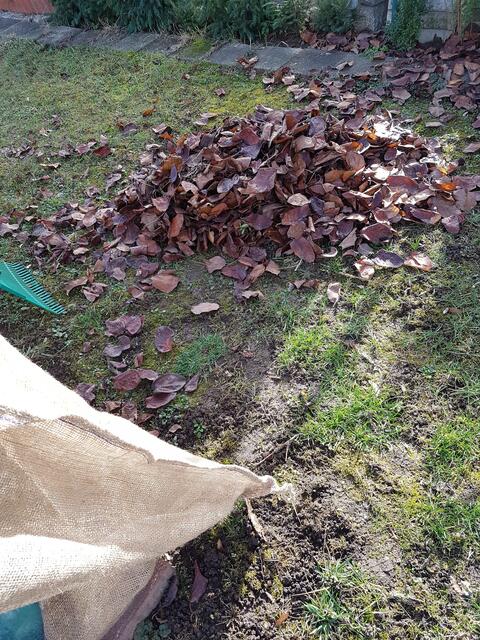 zuerst noch ganz viel Laub entfernen..... das hat der Quittenbaum erst im Dezember und Januar fallen lassen....