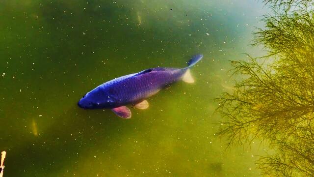 18. Februar 2019. Im Stadtpark Hannover am Congress Center. Fische.