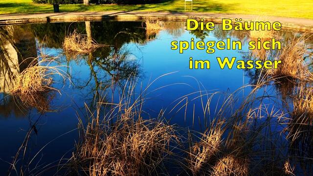 18. Februar 2019. Im Stadtpark Hannover am Congress Center. Fische.                                                                       
Die Bäume spiegeln sich im Wasser.