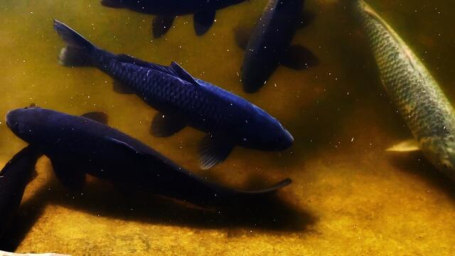 18. Februar 2019. Im Stadtpark Hannover am Congress Center. Fische.
