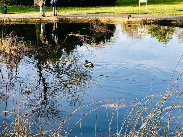 18. Februar 2019. Im Stadtpark Hannover am Congress Center. Fische.                                                                       
Die Bäume spiegeln sich im Wasser.