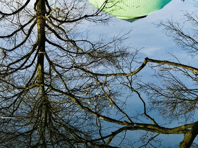 18. Februar 2019. Im Stadtpark Hannover am Congress Center. Fische.                                                                       
Die Bäume spiegeln sich im Wasser.