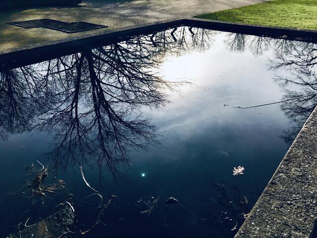 18. Februar 2019. Im Stadtpark Hannover am Congress Center. Fische.                                                                       
Die Bäume spiegeln sich im Wasser.