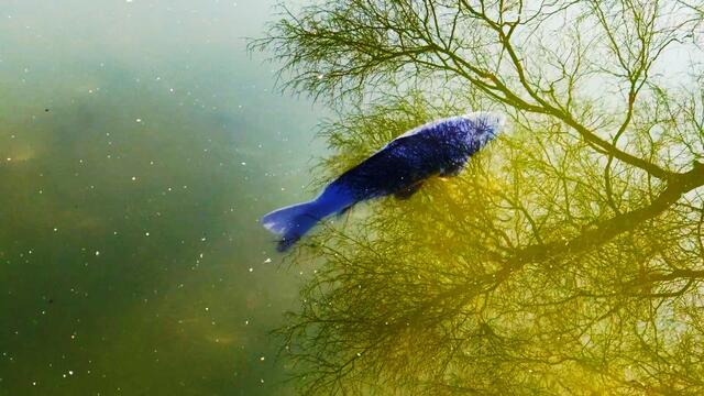 18. Februar 2019. Im Stadtpark Hannover am Congress Center. Fische.
