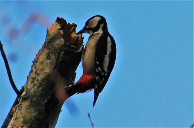 hämmern wir mal......