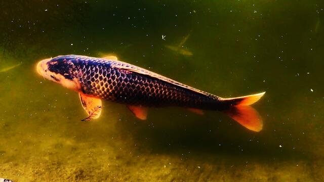 18. Februar 2019. Im Stadtpark Hannover am Congress Center. Fische.