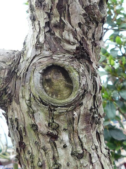 Ein richtiger Baum halt