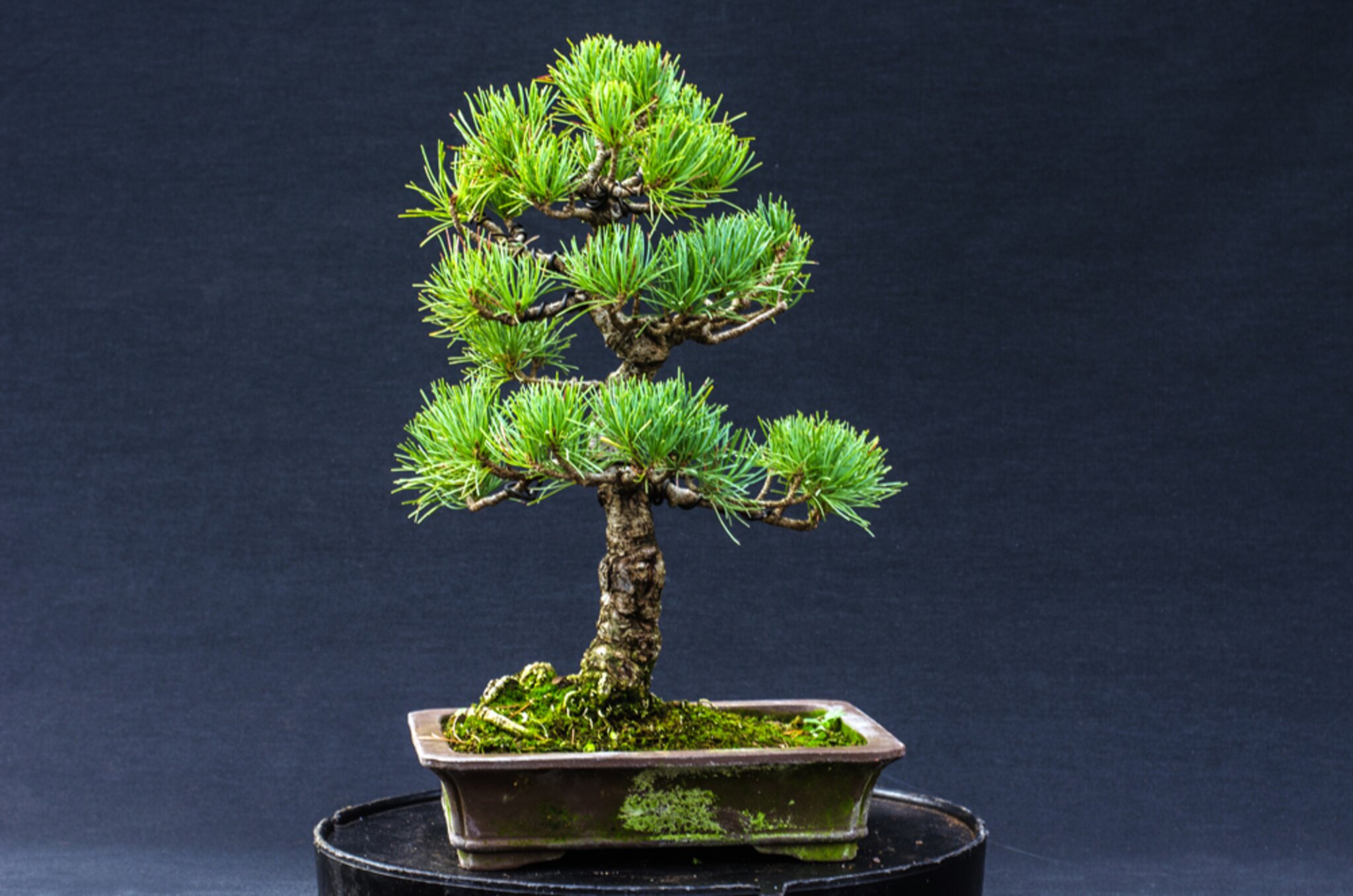 DoRu Bonsai Centrum Hannover - Sehnde