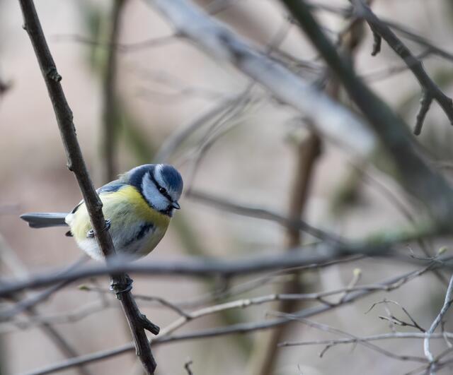 Blaumeise