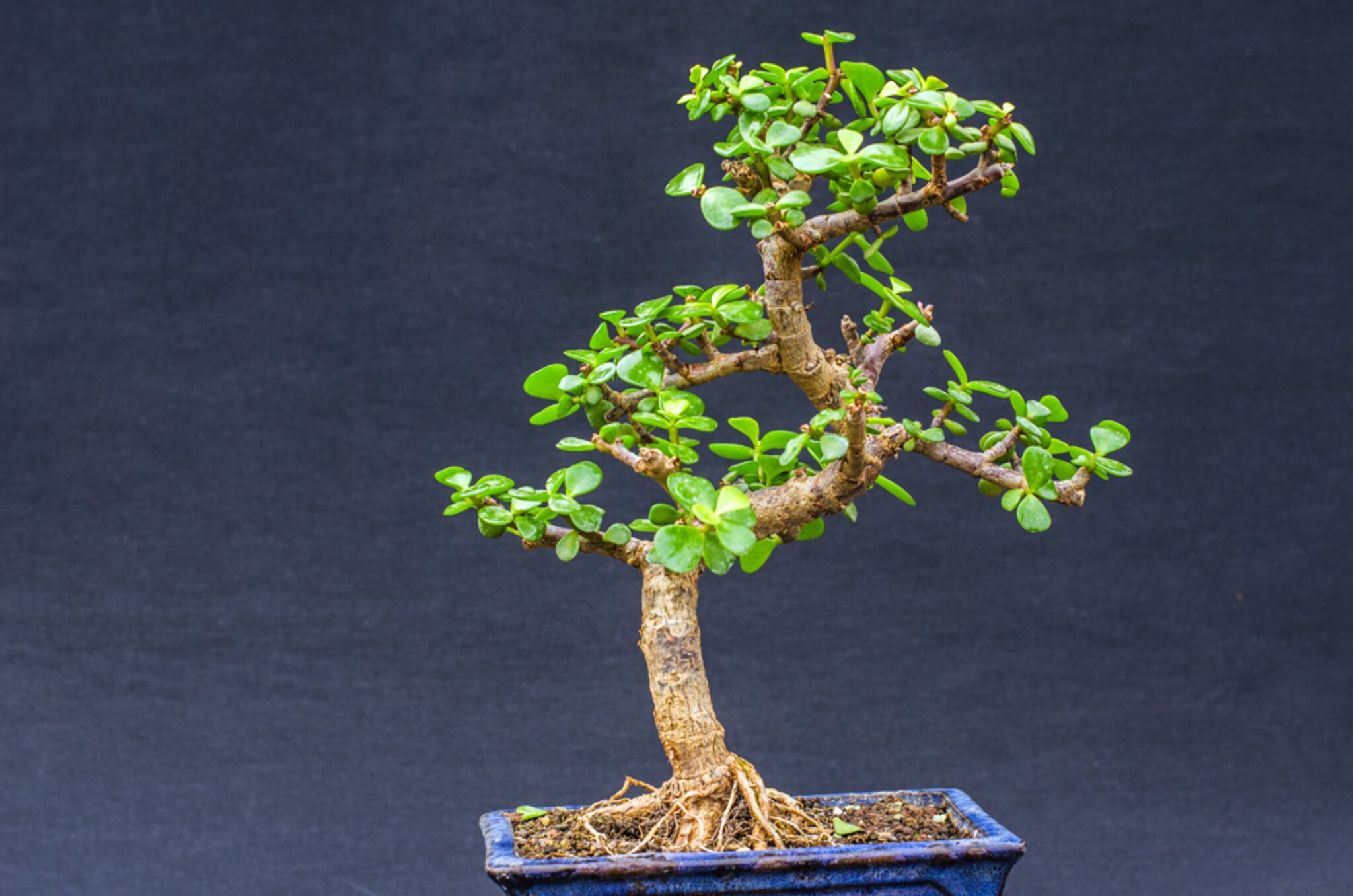DoRu Bonsai Centrum Hannover - Sehnde
