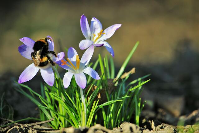 Krokusse mit Pummelchen