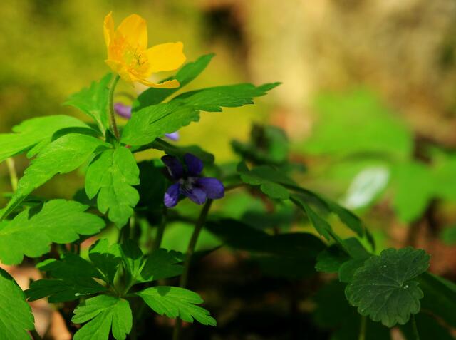 Blau/Gelb