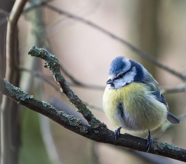Blaumeise sitzt relaxt auf einem Zweig