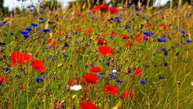 Einfach ein Paradies für unsere Insekten!