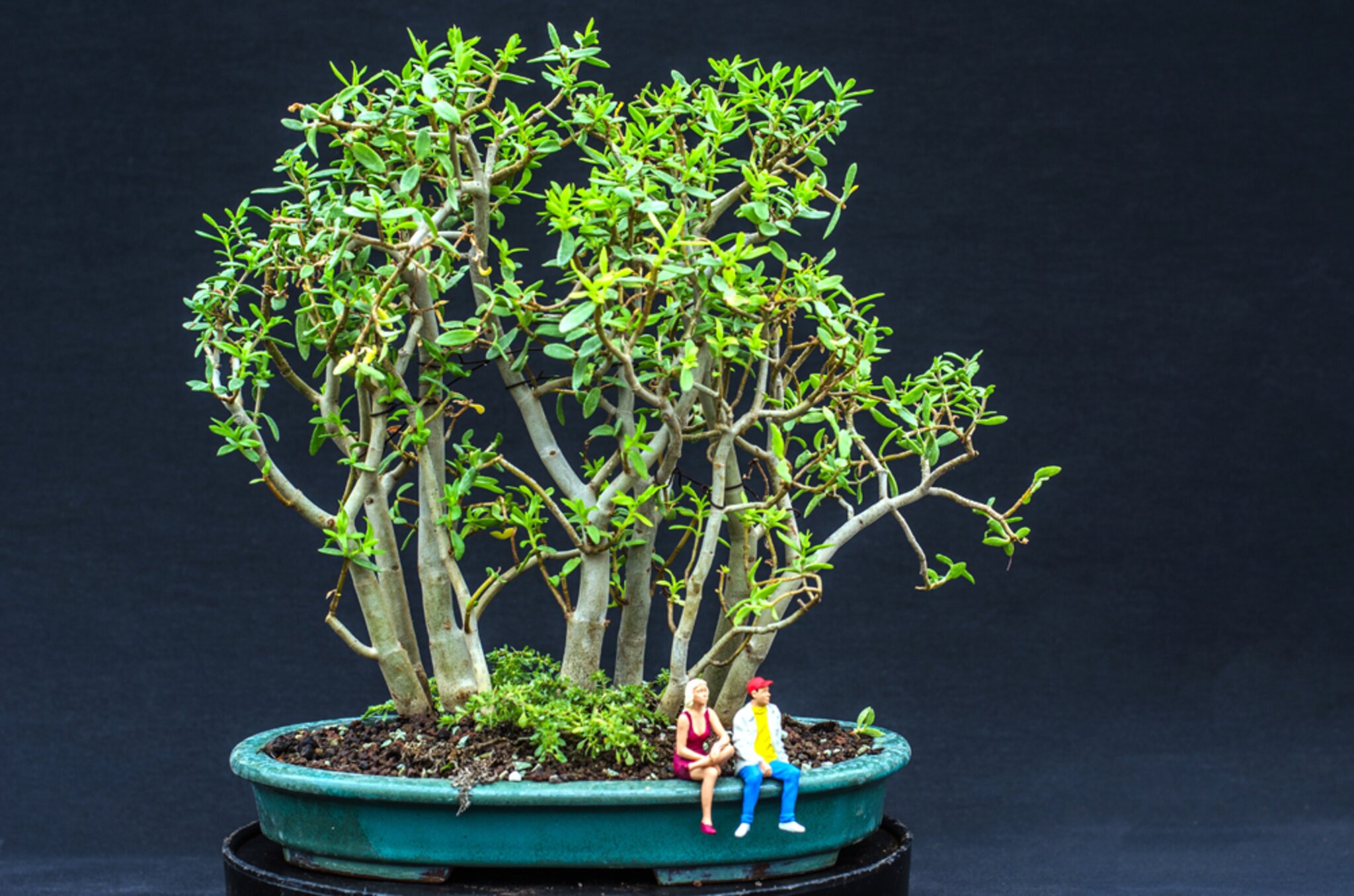 ficus bonsai giftig fr katzen Tipps zur Pflege deiner Pflanze : Ficus microcarpa ginseng   PflanzenFuerAlle