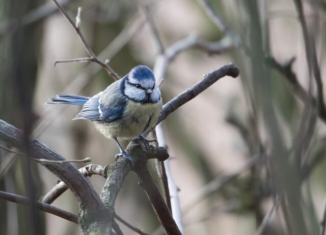 Aufmerksame Blaumeise