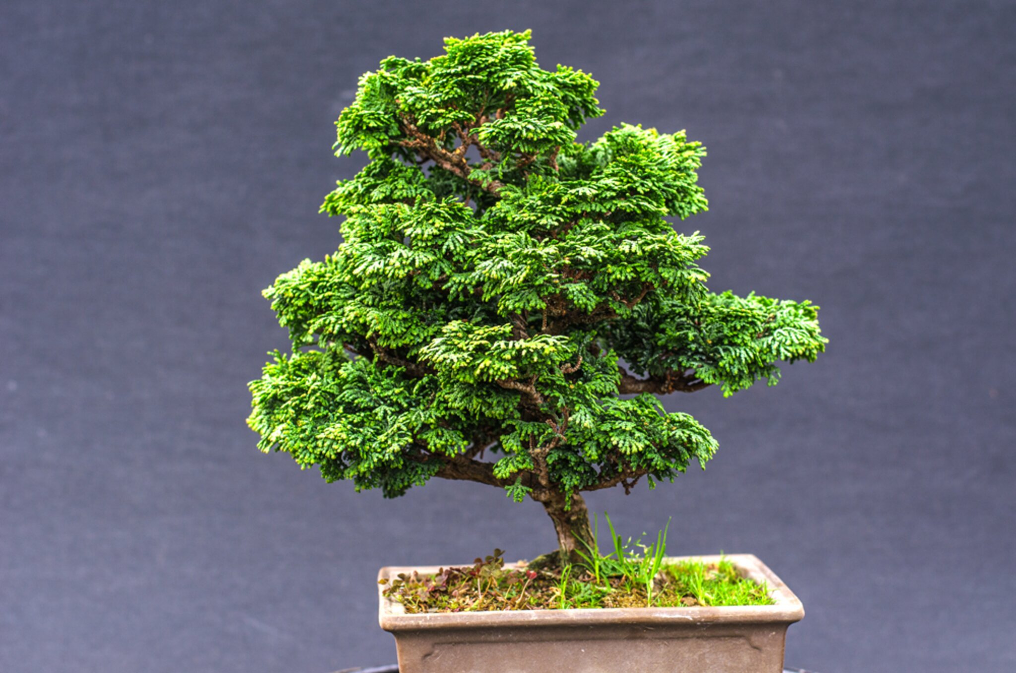 DoRu Bonsai Centrum Hannover - Sehnde