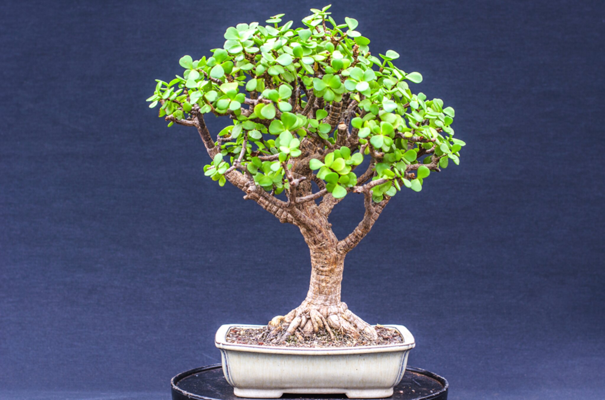 DoRu Bonsai Centrum Hannover - Sehnde