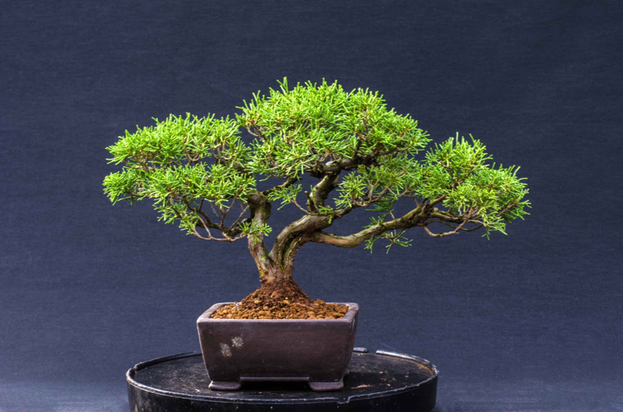 DoRu Bonsai Centrum Hannover - Sehnde