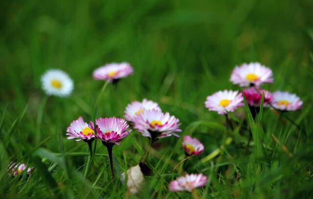 Gänseblümchen