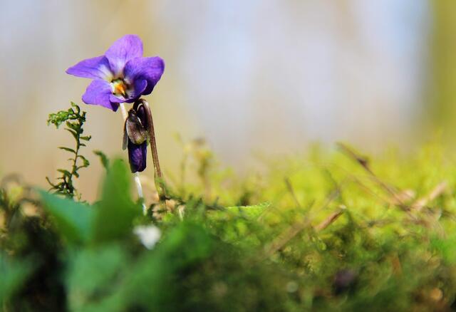 Das Duftveilchen (Viola odorata), auch Märzveilchen oder Wohlriechendes Veilchen