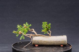 DoRu Bonsai Centrum Hannover - Sehnde