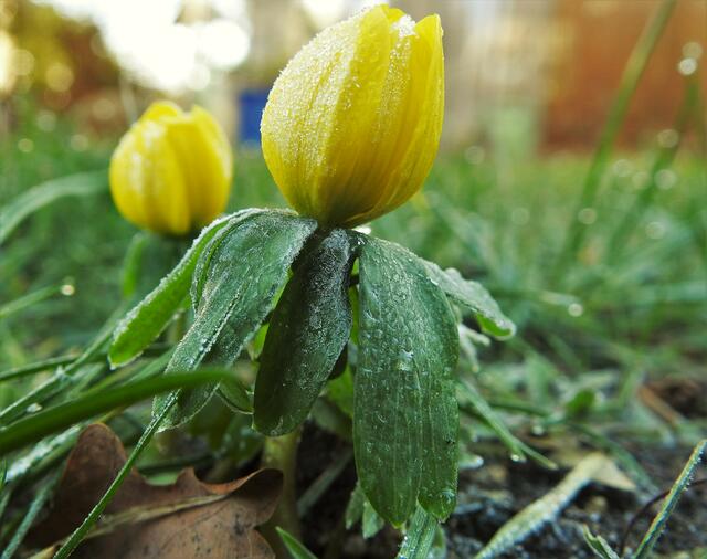 frostiger Februarmorgen