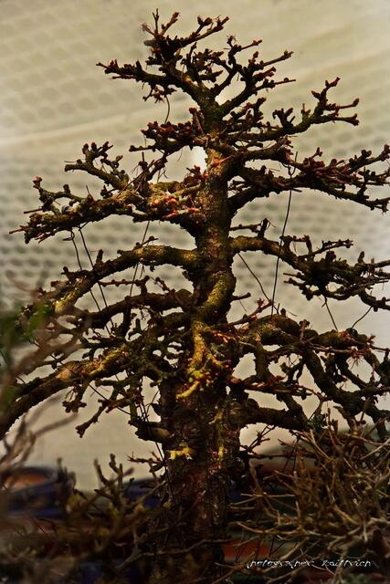 Baum in wahrsten Sinne des Wortes...