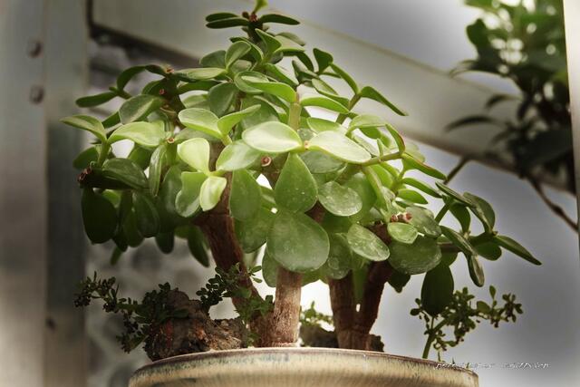 Die Umgestaltung des "Geldbaumes" oder Crassula Portulacea...