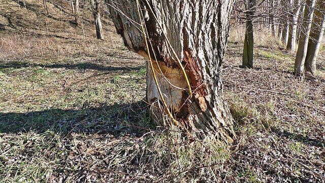 Die Biber sind in unserer Altenburg an gekommen - Bilder vom 24.2.2019 am Alten Sportplatz aufgenommen !