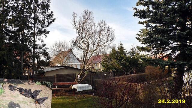 8  24.2.2019 - Sonntagsbilder - Fliederbaum (8) ! Temp: 6:18 / 4,4°C minus und 10:28 plus 6,8°C / Es werden Höchsttemperaturen von 12° (gefühlt: 12°) und leichte Brise (7 km/h) aus Westsüdwest mit mäßigen Böen (20 km/h) erwartet. Es kommt zu Niederschlagsmengen von 0 l/m², die Niederschlagswahrscheinlichkeit beträgt 12%, die Sonne scheint 9 Stunden.