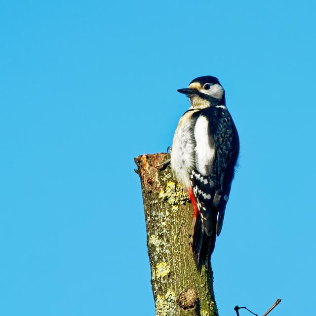 "Also, ich war das nicht! Und mein Mann war das schon gar nicht!"