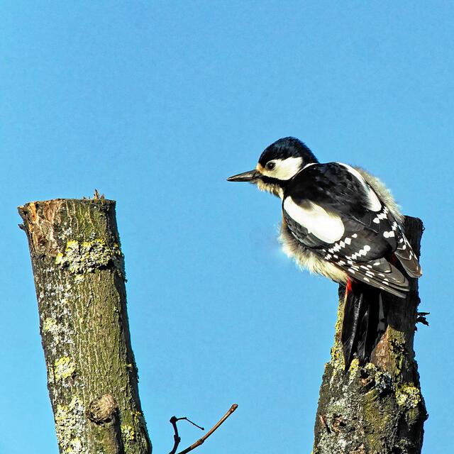"Oh, die Höhe hier könnte sehr gefährlich sein. Schnell wieder etwas weiter runter, ich will ja meinen meinen Kopf noch behalten!"