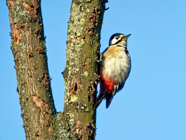 "Mir reicht es jetzt auch!" (Und schon flog Madam nordwärts davon).