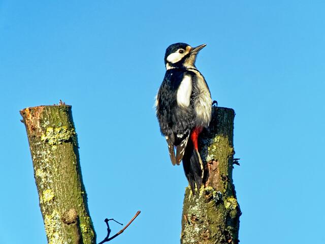 "Vielleicht war es ja der Gärtner?" (Klar, gute Gärtner haben ja im Frühjahr auch eine Mordslust!)