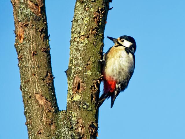 "Ganz schön zäh, hier einen Wurm rauszuhämmern!"