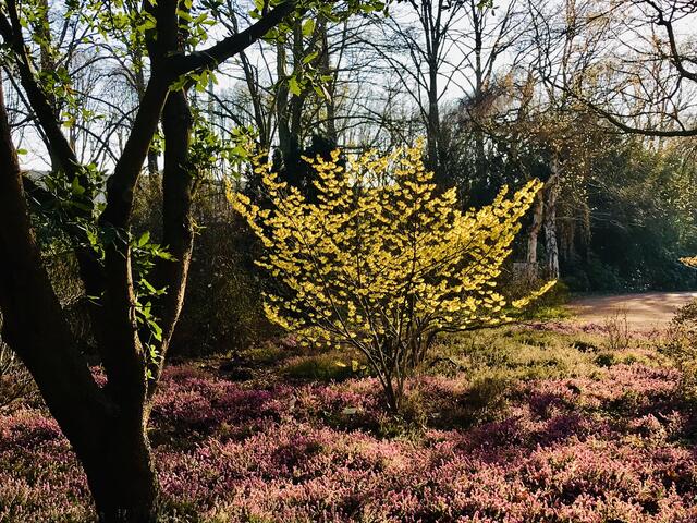 26. Februar 2019. Im Stadtpark Hannover am Congress Center. Gelbe Zaubernuss.
