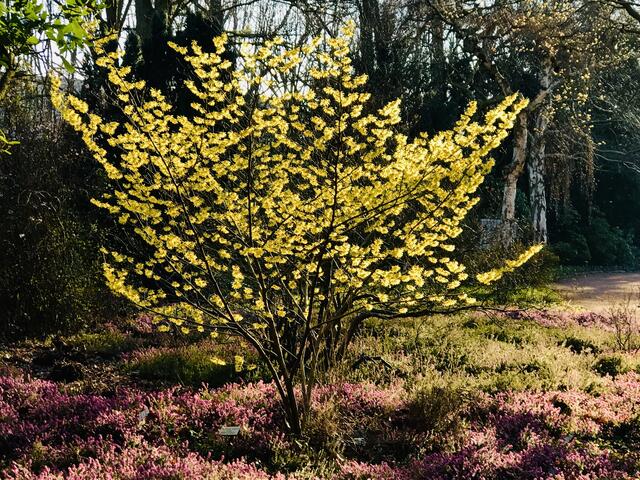 26. Februar 2019. Im Stadtpark Hannover am Congress Center. Gelbe Zaubernuss.