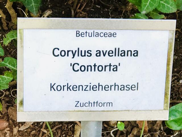 26. Februar 2019. Im Stadtpark Hannover am Congress Center. Korkenzieherhasel.