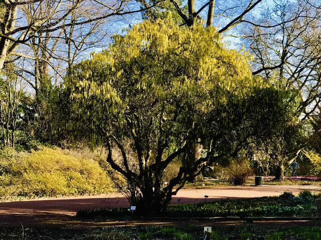 26. Februar 2019. Im Stadtpark Hannover am Congress Center. Korkenzieherhasel.