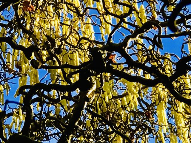 26. Februar 2019. Im Stadtpark Hannover am Congress Center. Korkenzieherhasel.