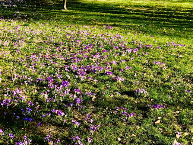 16. Februar 2019.  II. Im Stadtpark Hannover am Congress Center.