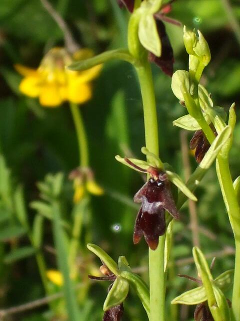 Vom 18. bis 30. Mai 2019 öffnet dieses Jahr auch wieder das Orchideen-Café in Krawinkel .... !