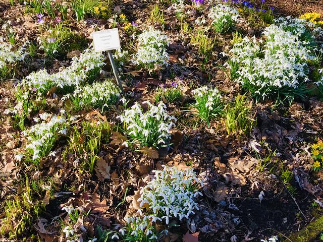 16. Februar 2019.  II. Im Stadtpark Hannover am Congress Center.