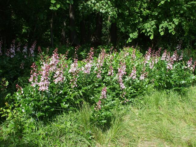 Vom 18. bis 30. Mai 2019 öffnet dieses Jahr auch wieder das Orchideen-Café in Krawinkel .... !