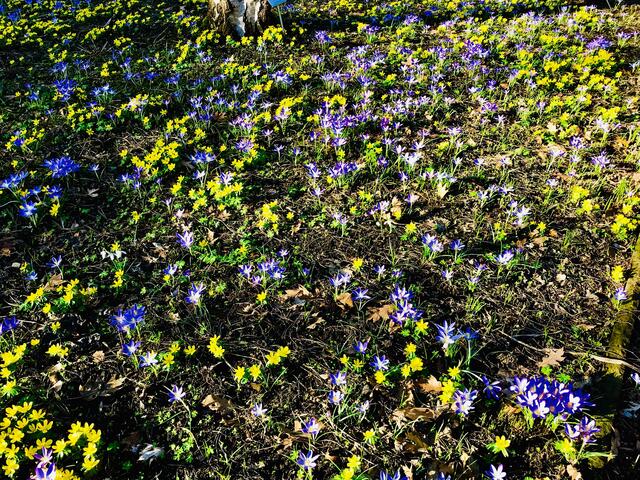 16. Februar 2019.  II. Im Stadtpark Hannover am Congress Center.