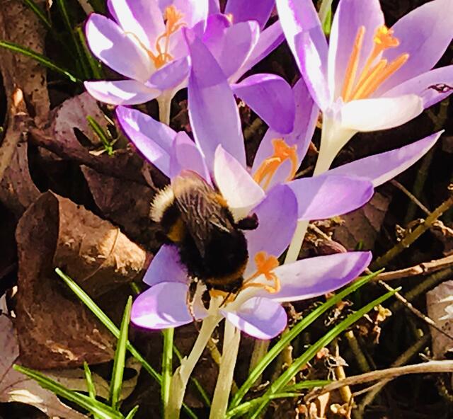 16. Februar 2019.  II. Im Stadtpark Hannover am Congress Center.